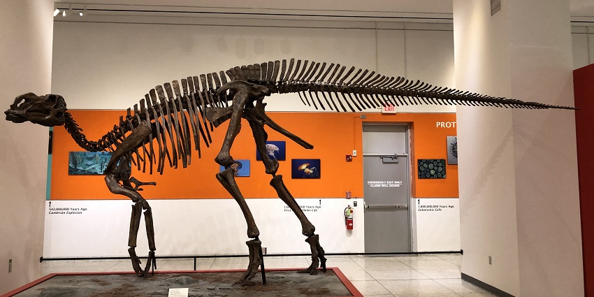 Dinosaur skeleton replica at the excavation site in Haddonfield.
