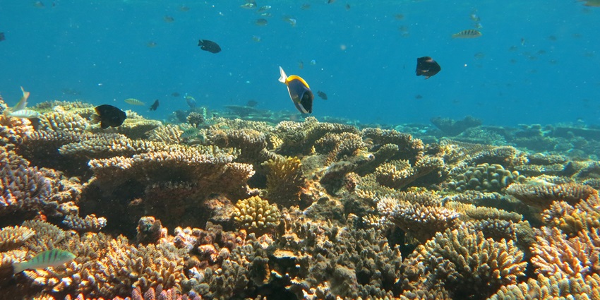 Deep water bay with coral reefs on the bottom of the sea and multiple marine species