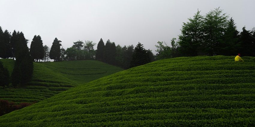 Happy Valley Tea Estate with lush green plantations and scenic mountain backdrop.