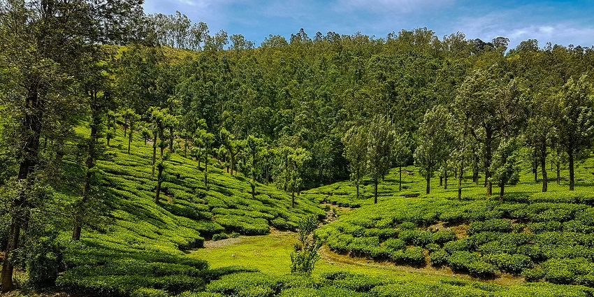 Happy Valley Tea Estate in Darjeeling with tall green trees, green hills and a walking trail, is amongst the best places to visit in Darjeeling in May.