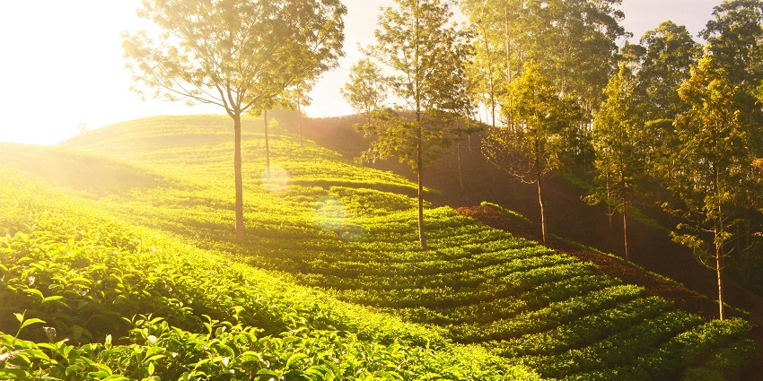 Happy Valley Tea Estate with lush tea gardens with trees and mist-covered green hills.