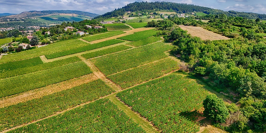 Enjoy a delightful lunch surrounded by Tuscany's picturesque vineyards, a top thing to do in Tuscany