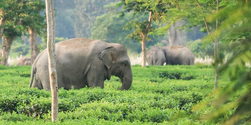 A herd of elephants in Hollongapar Gibbon Wildlife Sanctuary surrounded by lush greenery