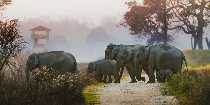 Herd of elephants in Hoollongapar Gibbon Sanctuary, one of the places to visit in Assam in September