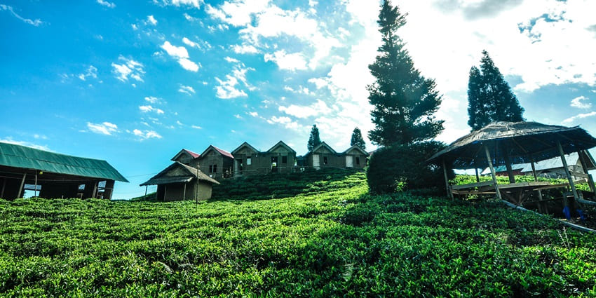 Scenic view of Ilam with tea gardens, hillside houses, mountain trees, and greenery
