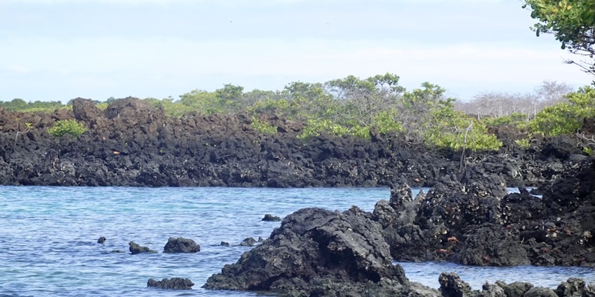 Volcanic rock at the shore of the Isabela Island, one of the best islands in Ecuador