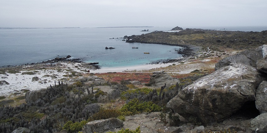 A wildlife haven with turquoise waters and marine life near La Serena, one of the famous islands in Chile.