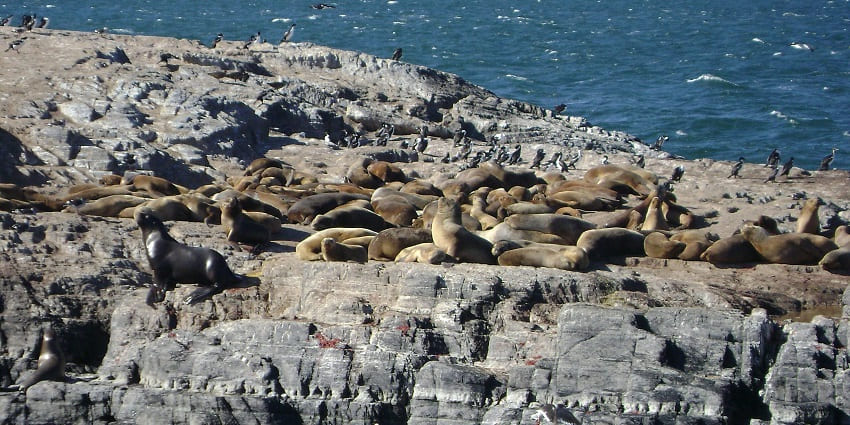 Remote island with sandy shores and a colony of sea lions basking in the sun.