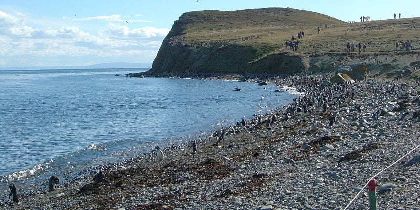 Seabird paradise with thousands of penguins in a natural reserve setting.