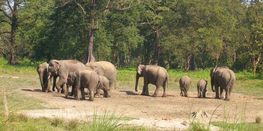 A herd of elephants at Jaldapara National Park, one of the top places to visit in West Bengal in August.