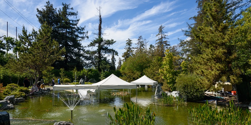 Japanese friendship garden with greenish water body of the lake and canopies in the lake.