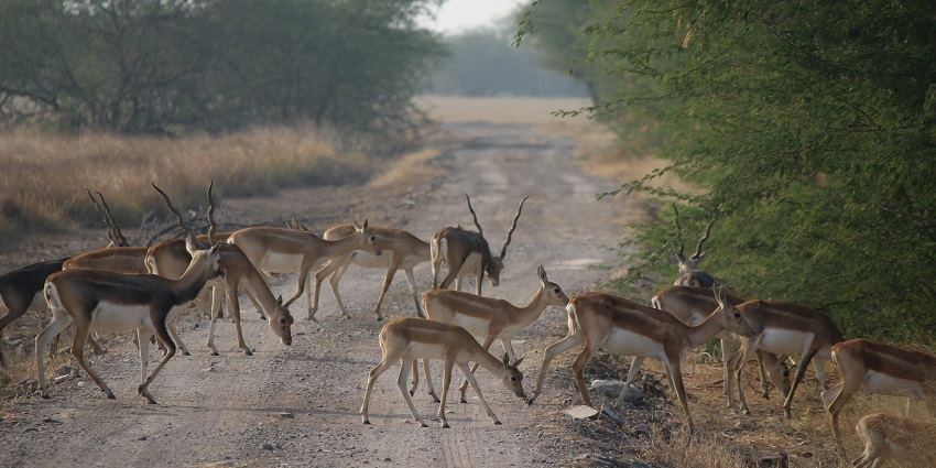 Deer in Jasrota Wildlife Sanctuary forest amongst the best places to visit in Jammu in May