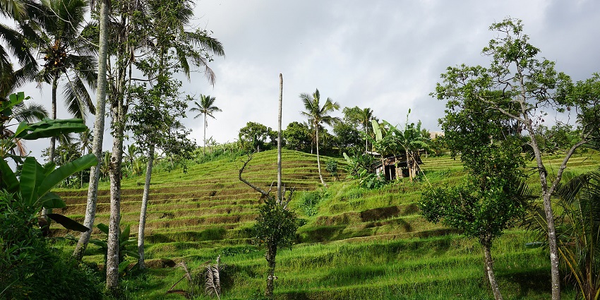 Lush Jatiluwih Rice Terrace landscape showcases layered green paddies and winding pathways