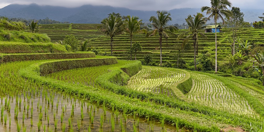 Lush Jatiluwih rice terraces spread across green hills with dense surrounding vegetation.