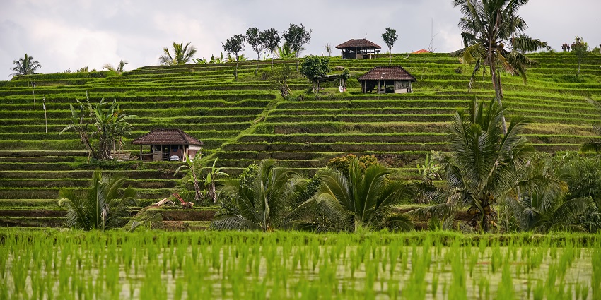 Jatiluwih rice terraces with distant huts on the fields and multiple palm trees.