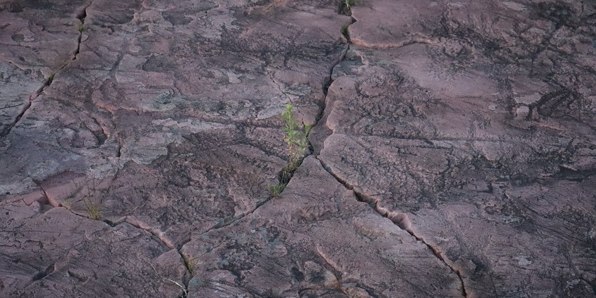 Jeffers petroglyphs with stone carvings on the red quartzite and partial green grass
