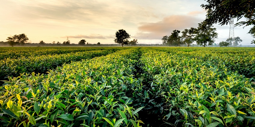 A scenic view of tea plantation at Jorhat Assam, one of the most beautiful places to visit in Assam in December.