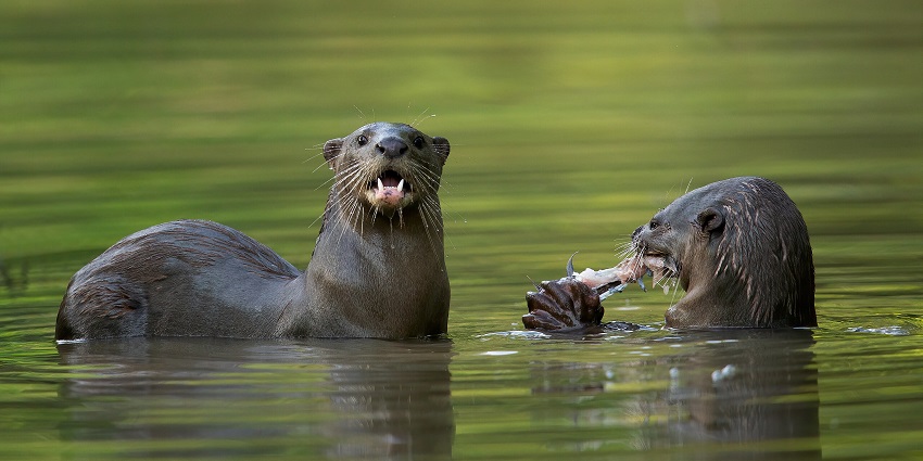 An enigmatic glimpse of smooth-coated Otters at the Jurong Eco Garden located in Singapore.