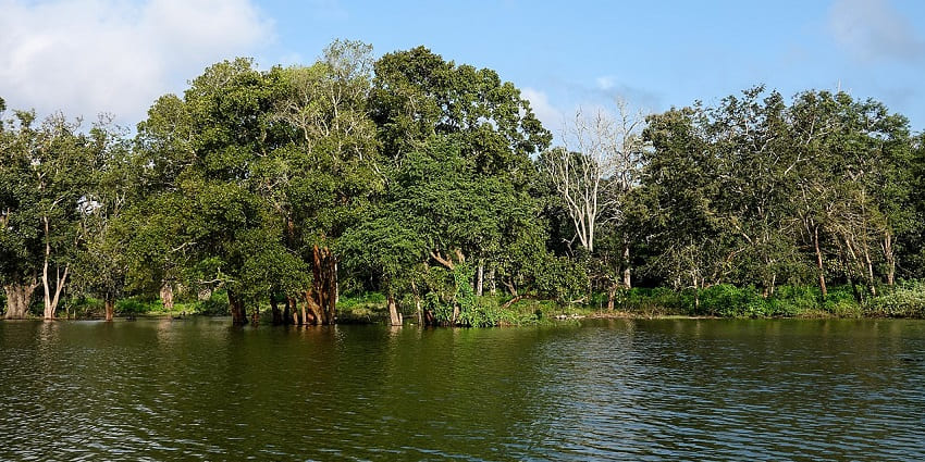 Peaceful riverbank in Kabini with reflections of trees and sky on calm waters.