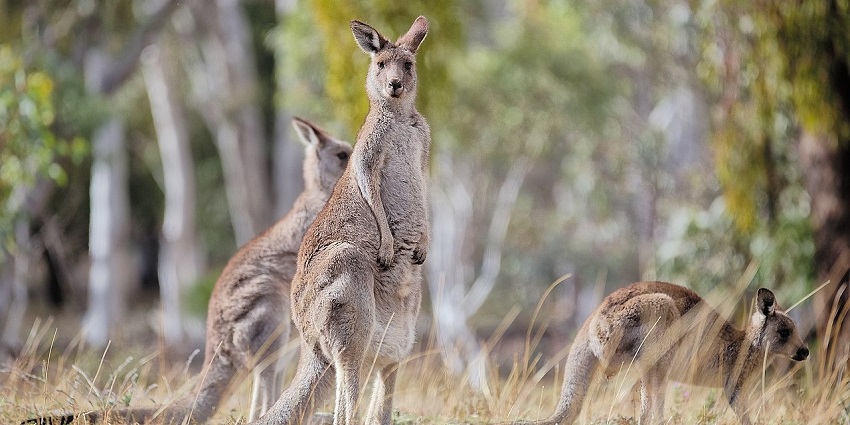 Eastern Grey kangaroo roaming wild in Majura Nature Reserve, ACT — iconic Australian wildlife.