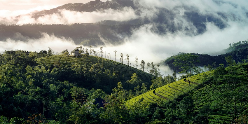 Hill station in Kerala under clear blue skies with misty tea gardens — what is the best time to visit Kerala