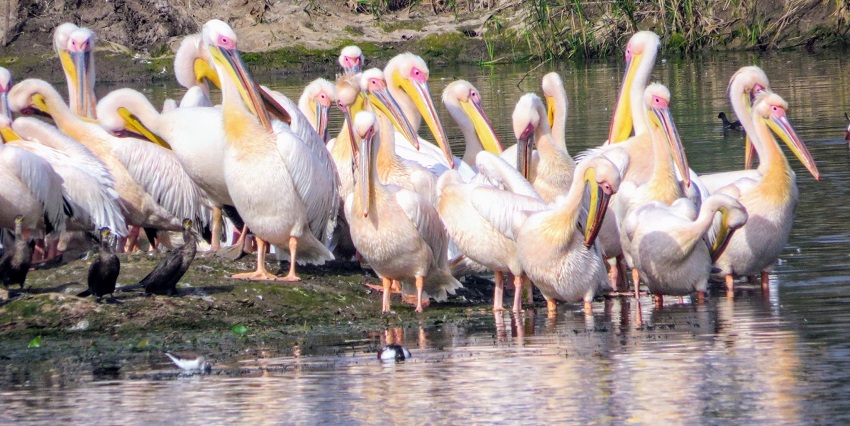 Graceful great white pelican thriving in Khijadiya Bird Sanctuary’s rich wetland.