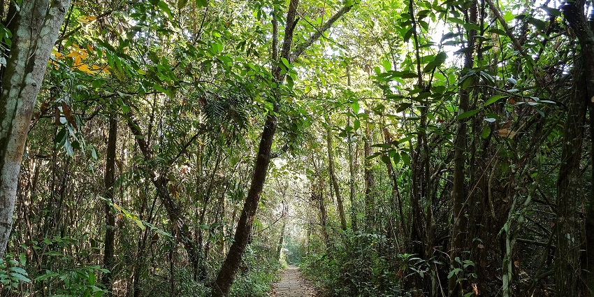 Pathway through dense greenery at a bird sanctuary with trees and tropical vegetation, one of the places to visit in Gangtok in June.