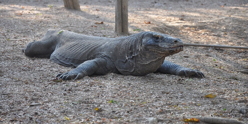 View of one of the millions of legendary Komodo dragons living in the wild in Komodo National Park in Flores.
