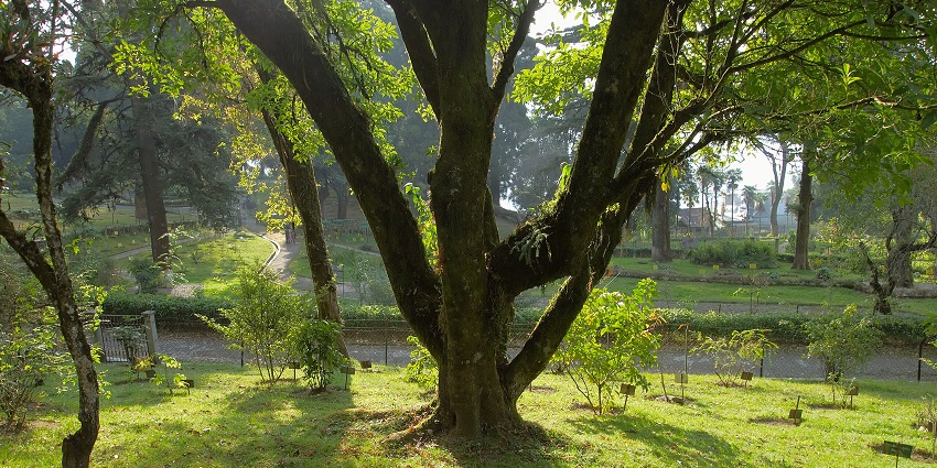 Lamagatta Eco park in Darjeeling with green grass, tall trees and multiple signboards near the plants.