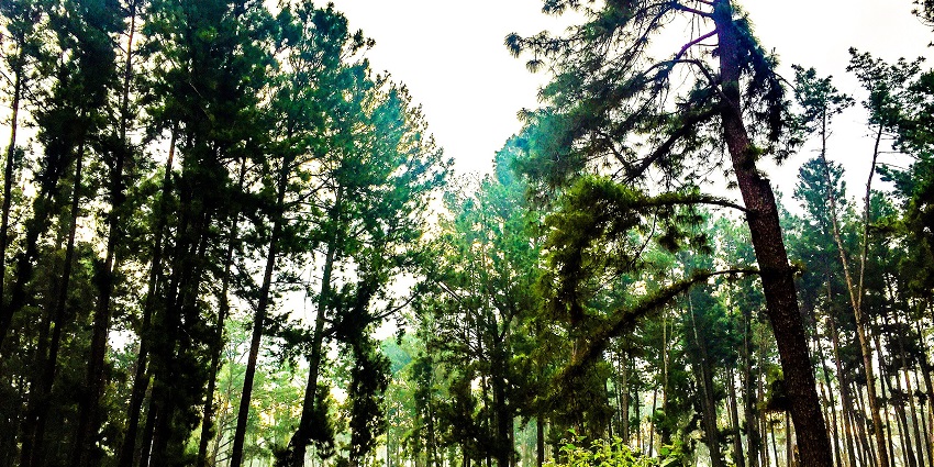 Tall trees stand in dense fog with minimal visibility, creating a misty atmosphere.