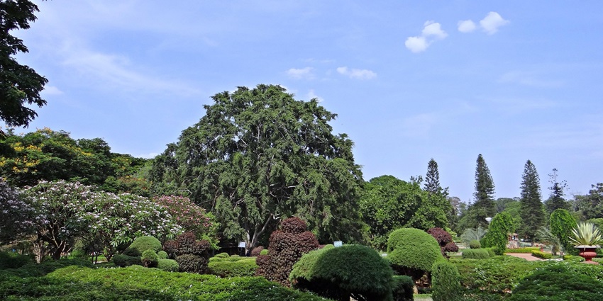Lush urban garden in Chandigarh with floral beds and walking paths under shady trees.