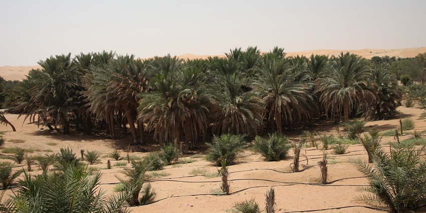 Liwa oasis with distant green bushes, one of the best hidden places in Abu Dhabi.