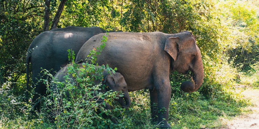 Misty forest trails and lush greenery at Maenam Wildlife Sanctuary in Sikkim