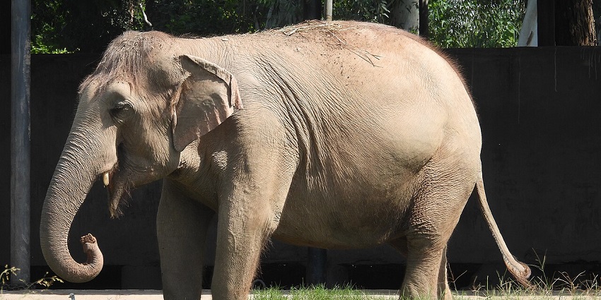 An elephant standing calmly in Mahendra Chaudhary Zoological Park, surrounded by greenery and enclosed within a natural-looking habitat area.