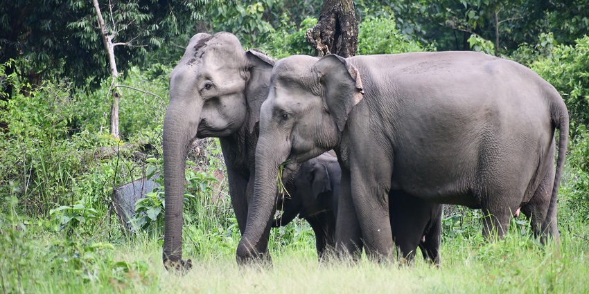 A herd of elephants together in the greenery of tall trees and grass in Manas National Park