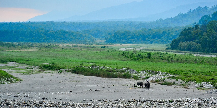 Manas National Park with a river, rocky shoreline, elephants on the green plains and hills