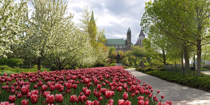 See colourful tulip displays in bloom every May, celebrating Ottawa’s wartime bond.