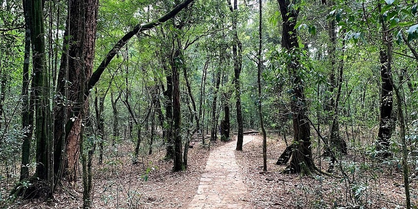 Mawphlang sacred grove with a trail in the middle, tall grove trees and dried leaves.