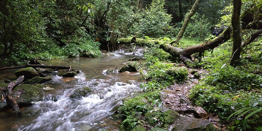 A narrow stream surrounded by greenery flowing through the Mawphlang sacred grove.
