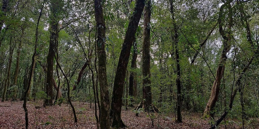 Mawphlang sacred grove forest with dried t brown leaves on the ground and tall trees.
