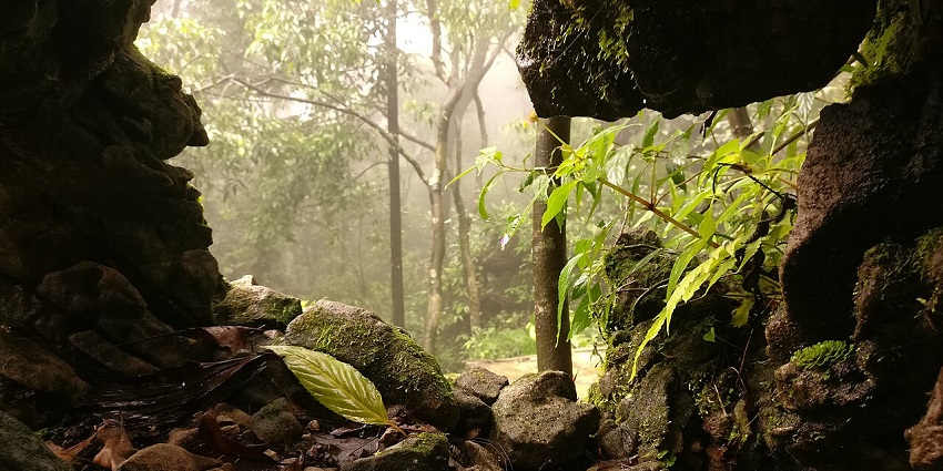 Mawsmai caves with uneven rocks, algae & plants growing on rocks and trees outside.