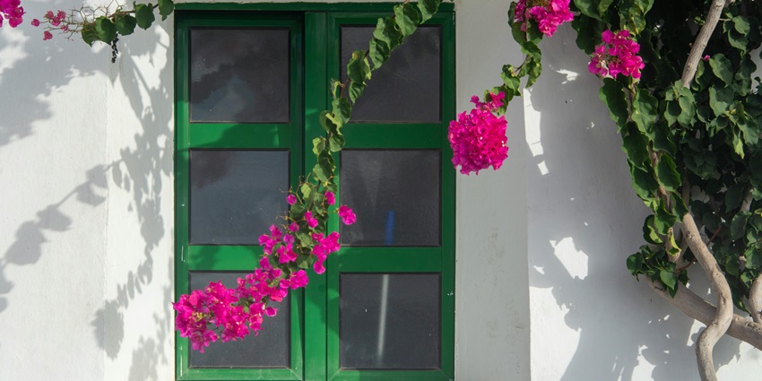 Green painted window on a white wall and pink flowers with a long green branch