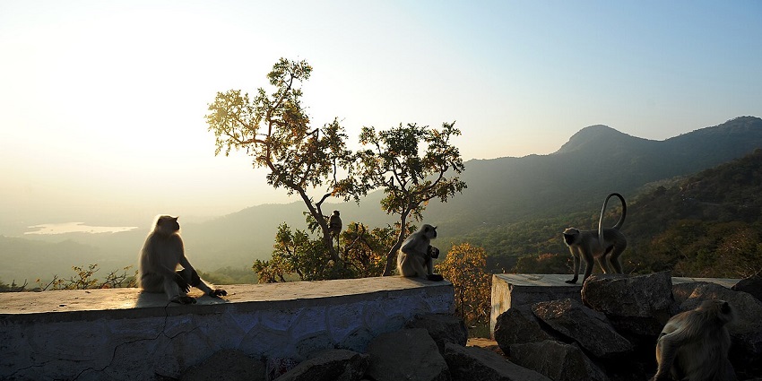 Mount Abu wildlife sanctuary with multiple monkeys sitting, one on the tree and mountains.