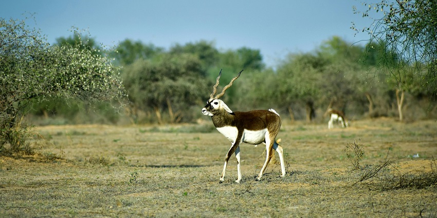 Wildlife Sanctuary, nestled in the Aravalli hills, is among the best places to visit in Mount Abu in October.