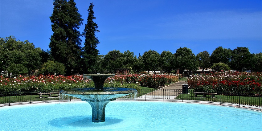 Municipal rose garden with a water fountain, multiple vibrant flowers and distant trees.