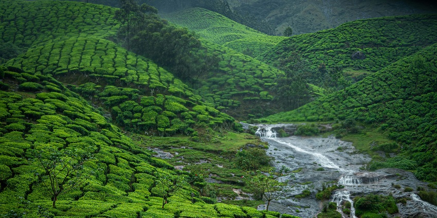 Lush plantations and scenic hills of Munnar, a must-visit destination for nature lovers.
