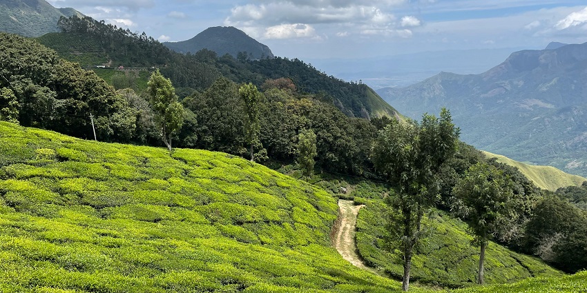 Misty hills and tea plantations in Munnar, highlighting how to reach Kerala by train