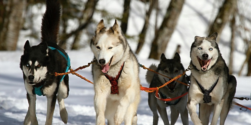 Things to do in Alaska include embarking on a thrilling dog sledging adventure across snowy terrains in Seward or Fairbanks.