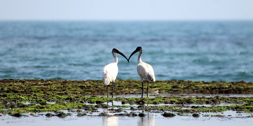 Nal Sarovar Bird Sanctuary in Gujarat with migratory birds, one of the places to visit in Gujarat in May.