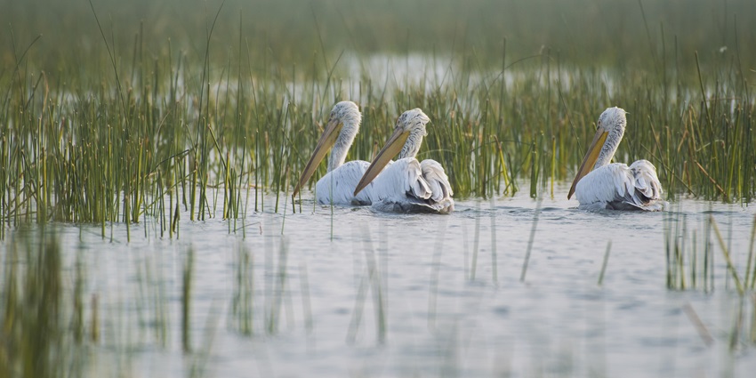 Nal Sarovar Bird Sanctuary, among the best places to visit in Gujarat in January.